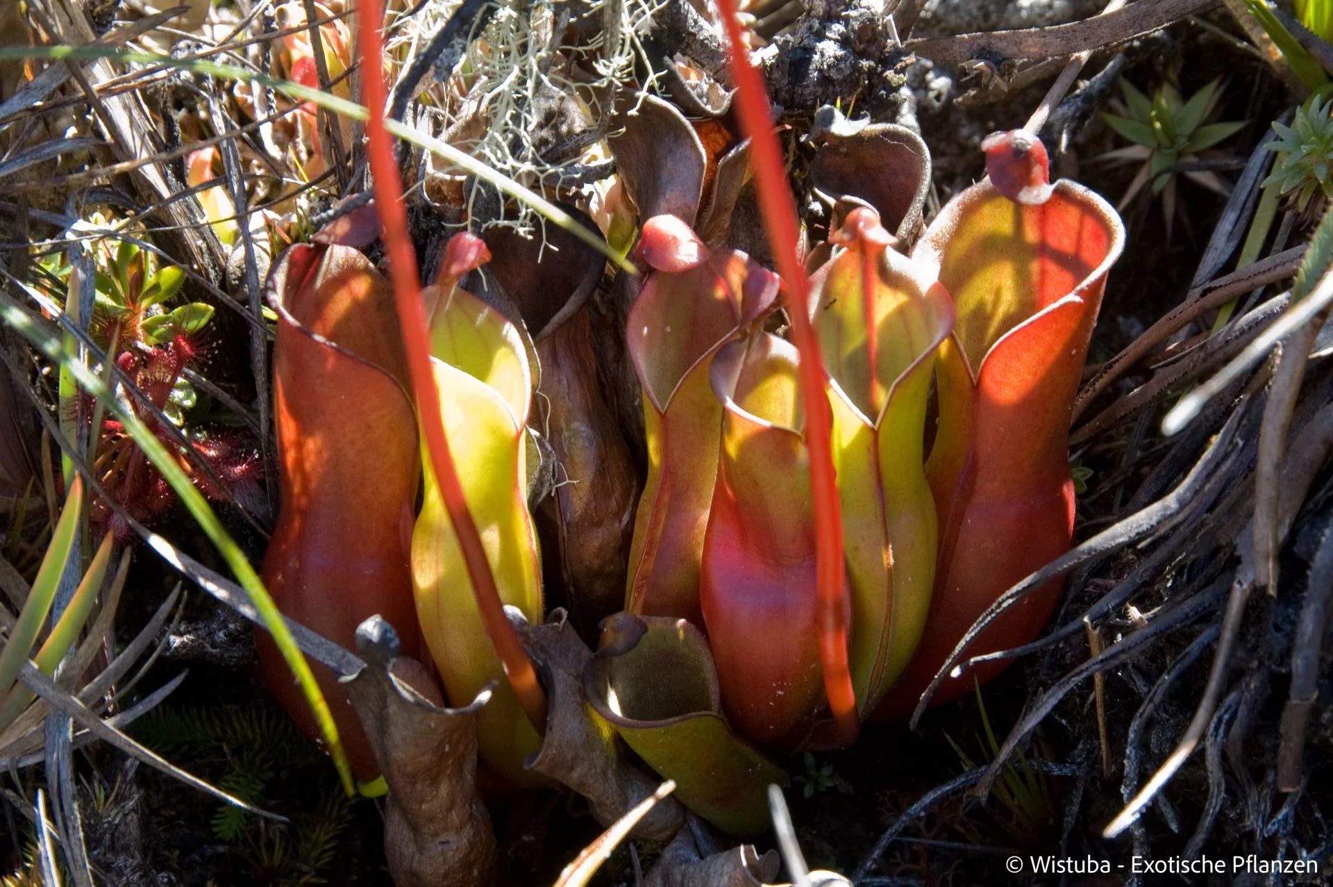 Heliamphora nutans (Yuruani Tepui) 大森食虫植物農園