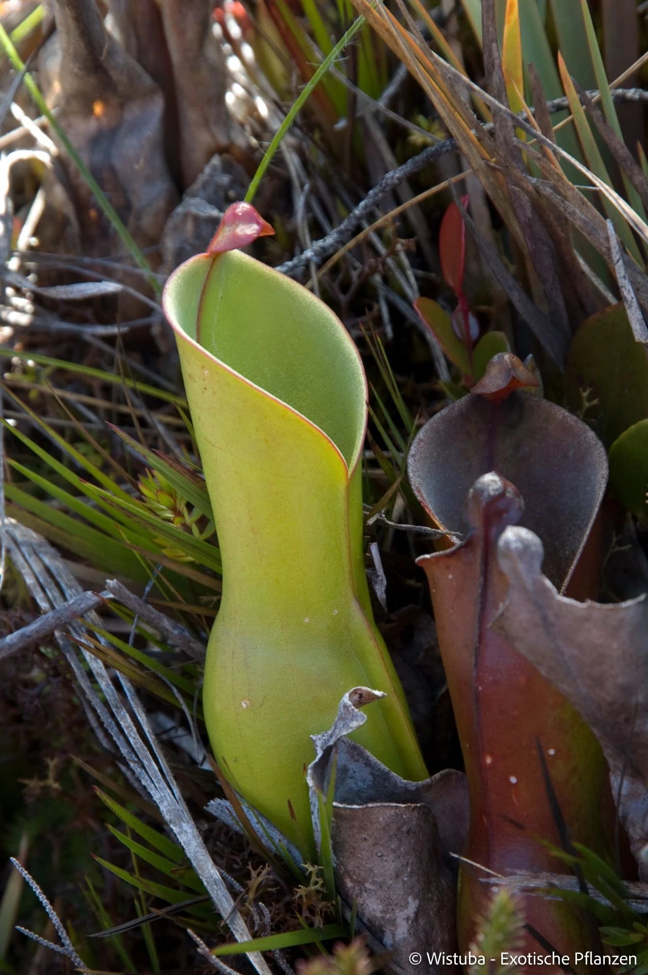 Heliamphora nutans (Yuruani Tepui) 大森食虫植物農園