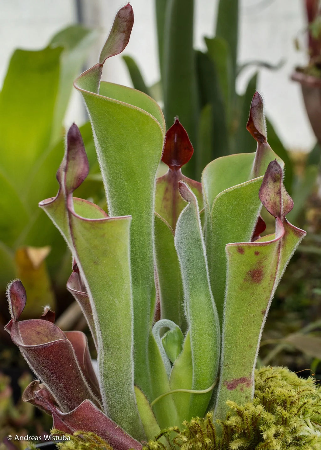 Heliamphora parva "ExtremelyHairy" (Cerro Neblina) 大森食虫植物農園