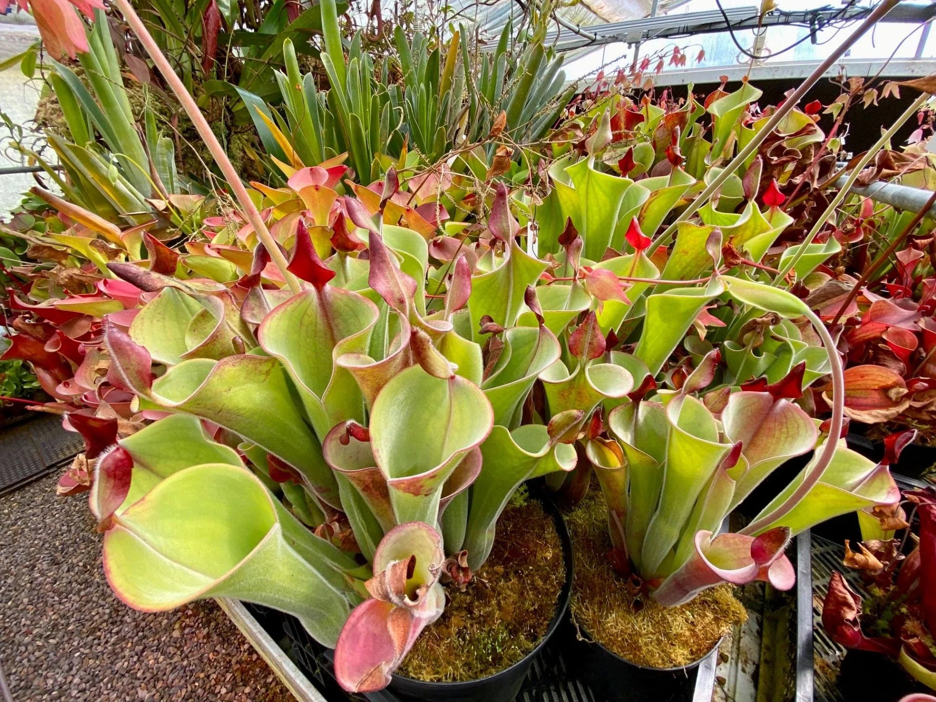 Heliamphora parva "ExtremelyHairy" (Cerro Neblina) 大森食虫植物農園
