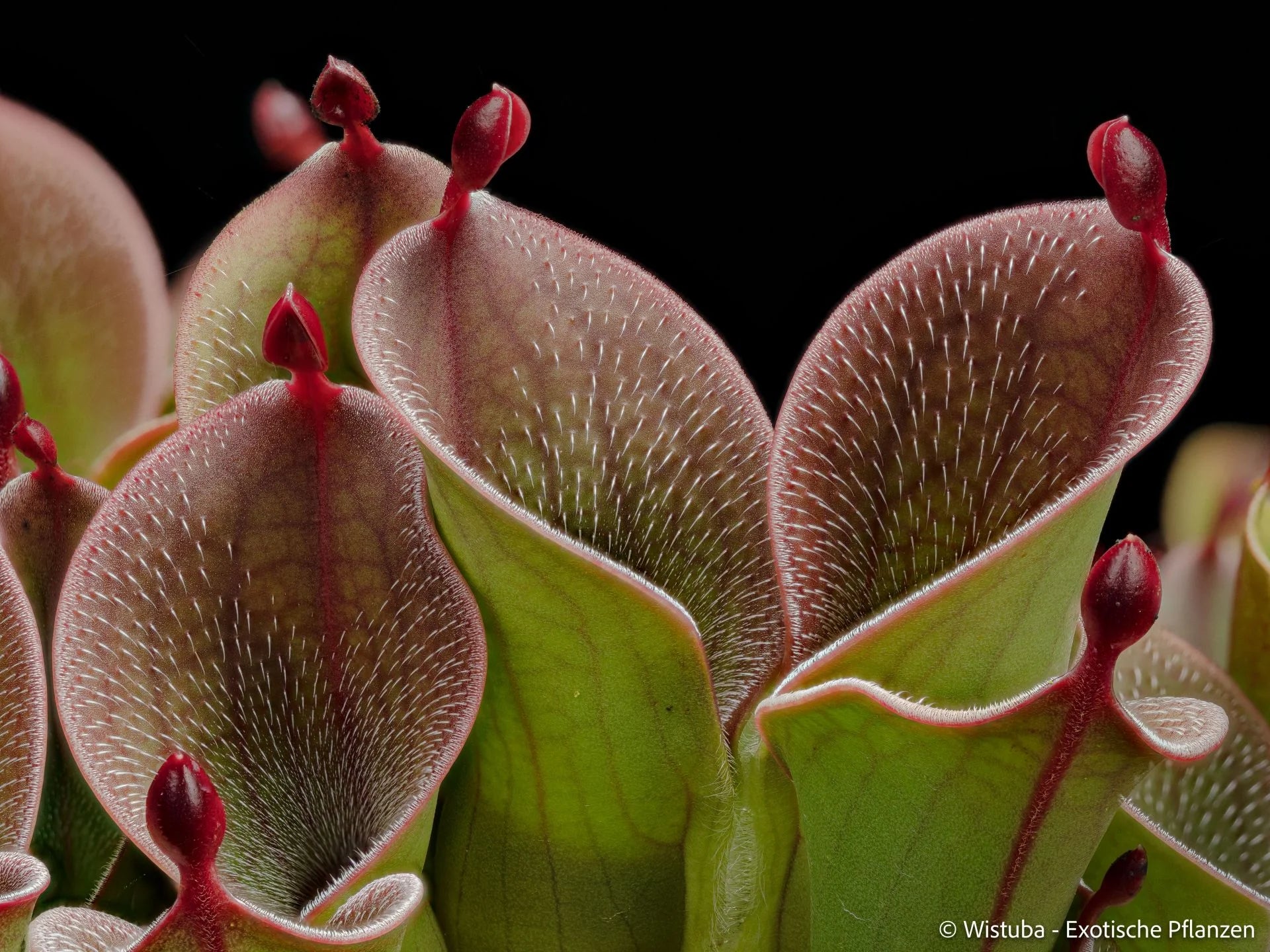 Heliamphora pulchella (Akopan Tepui, Venezuela) 大森食虫植物農園
