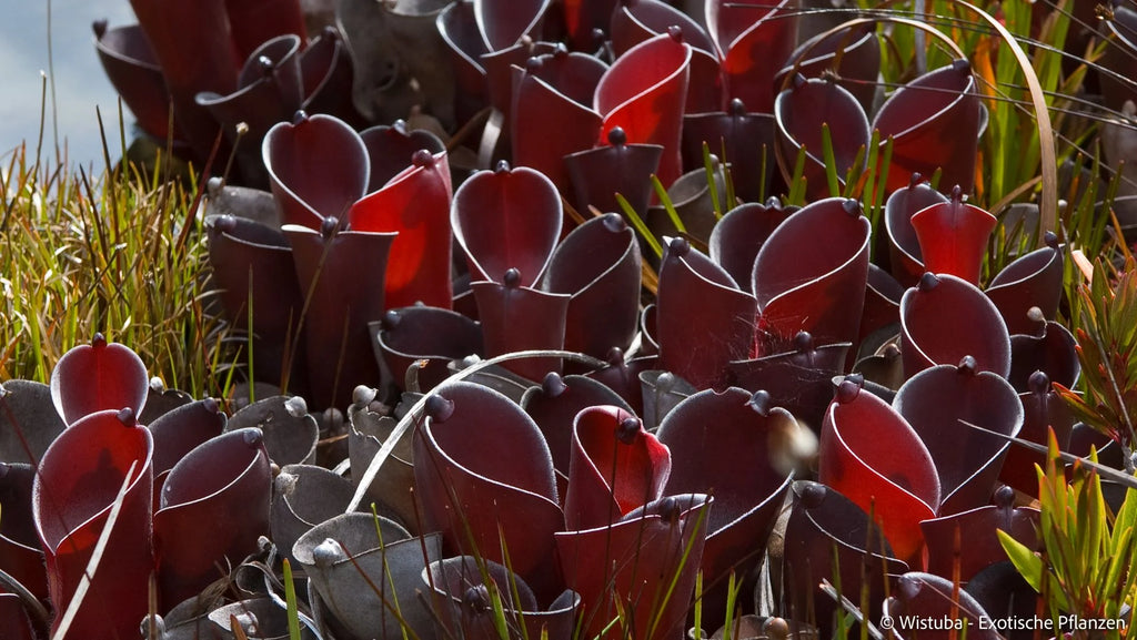Heliamphora pulchella (Amuri Tepui) 大森食虫植物農園