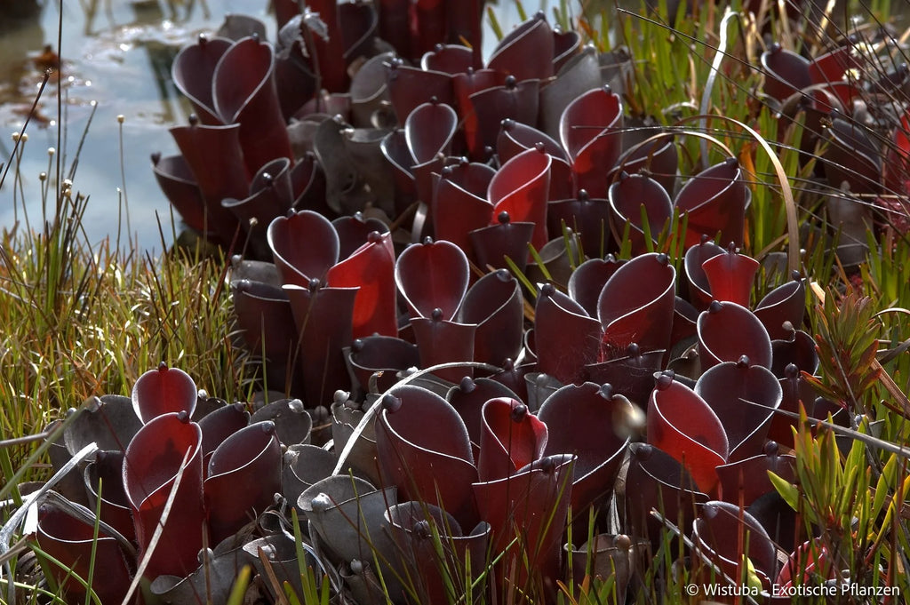 Heliamphora pulchella (Amuri Tepui) 大森食虫植物農園
