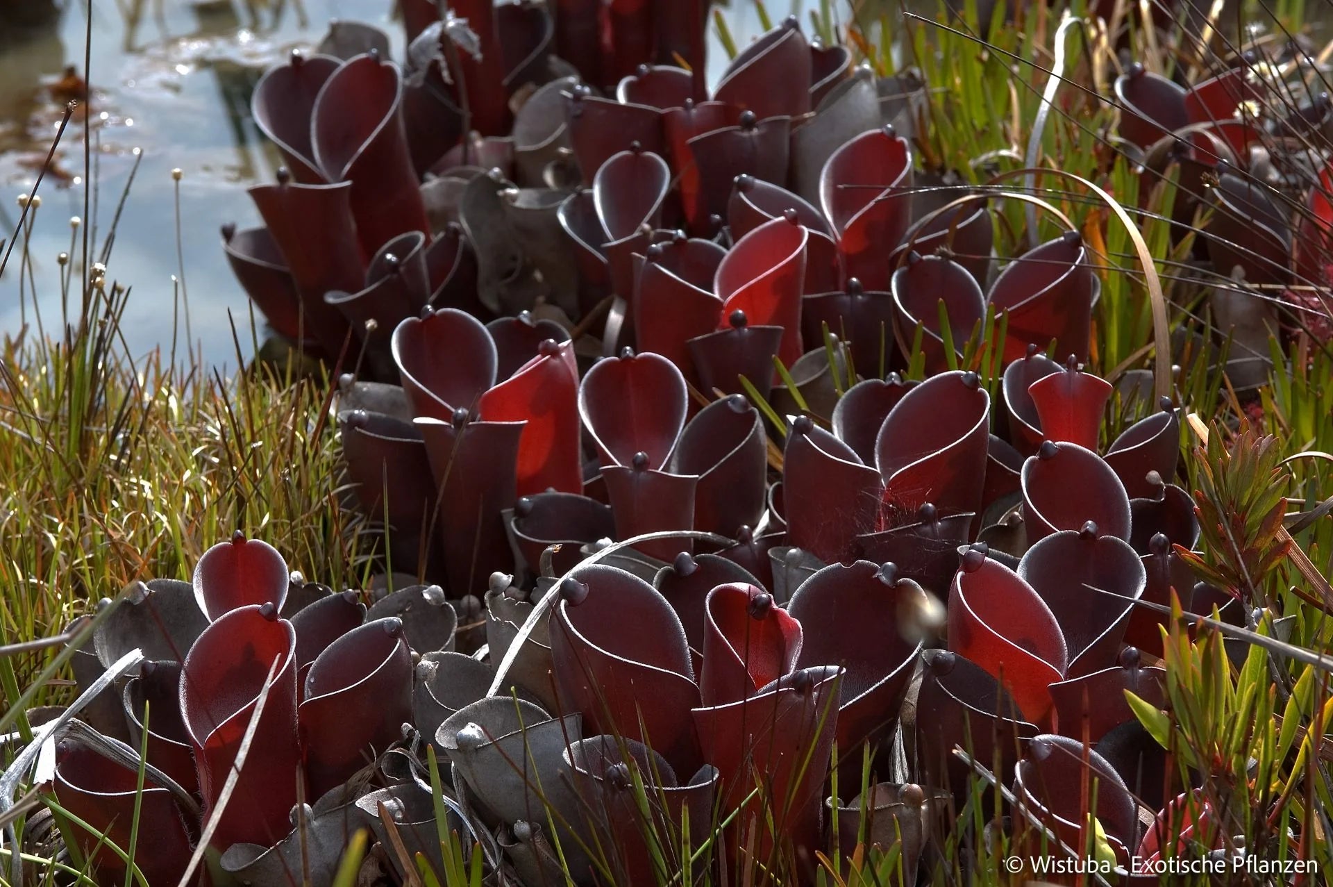 Heliamphora pulchella (Amuri Tepui) 大森食虫植物農園