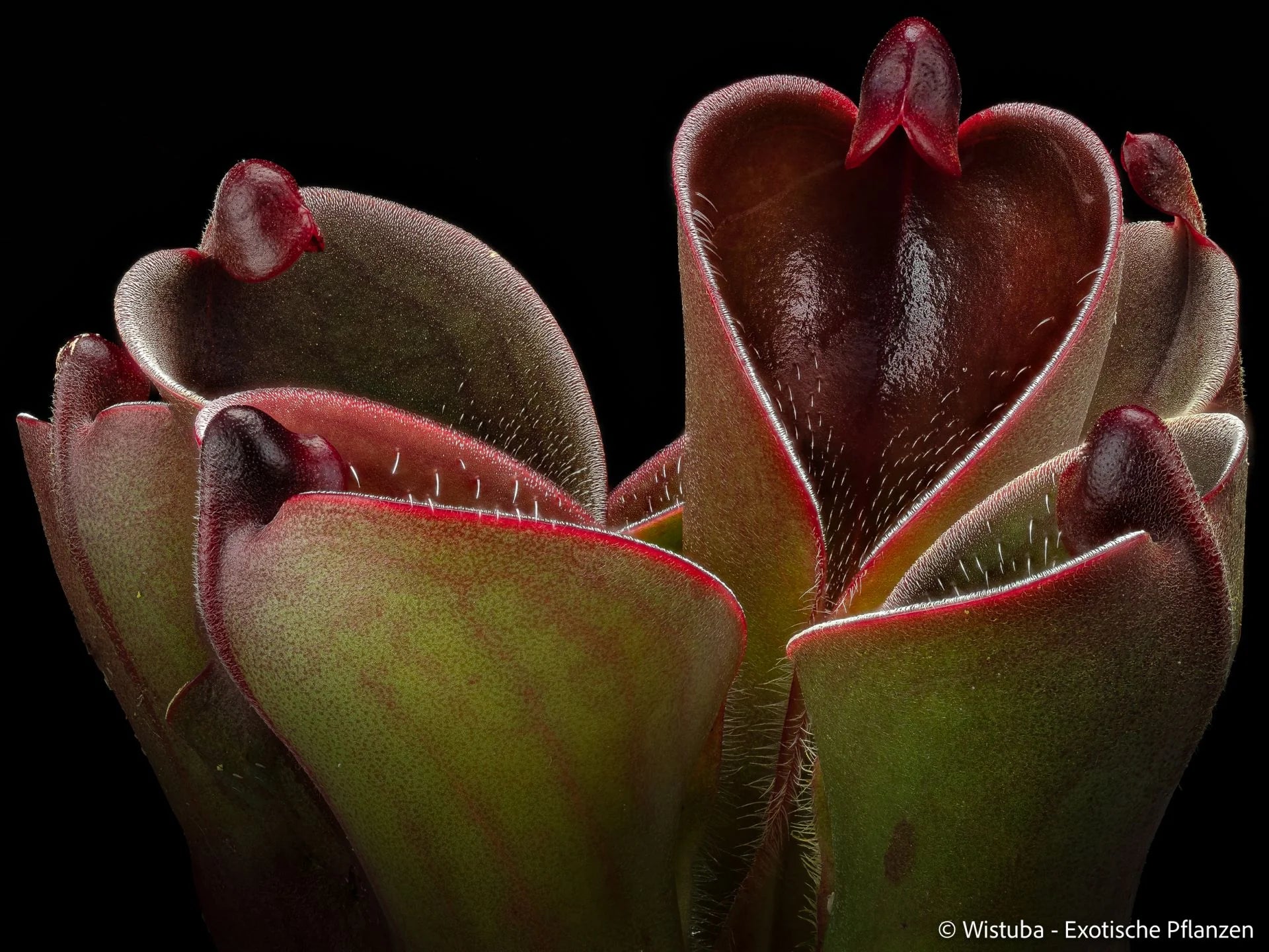 Heliamphora pulchella (Apacapa Tepui, Venezuela) 大森食虫植物農園
