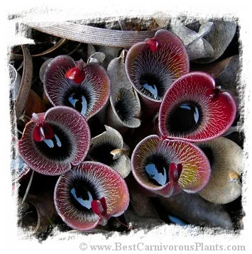 Heliamphora pulchella [BCP ID# S099] (8粒の種子) 大森食虫植物農園