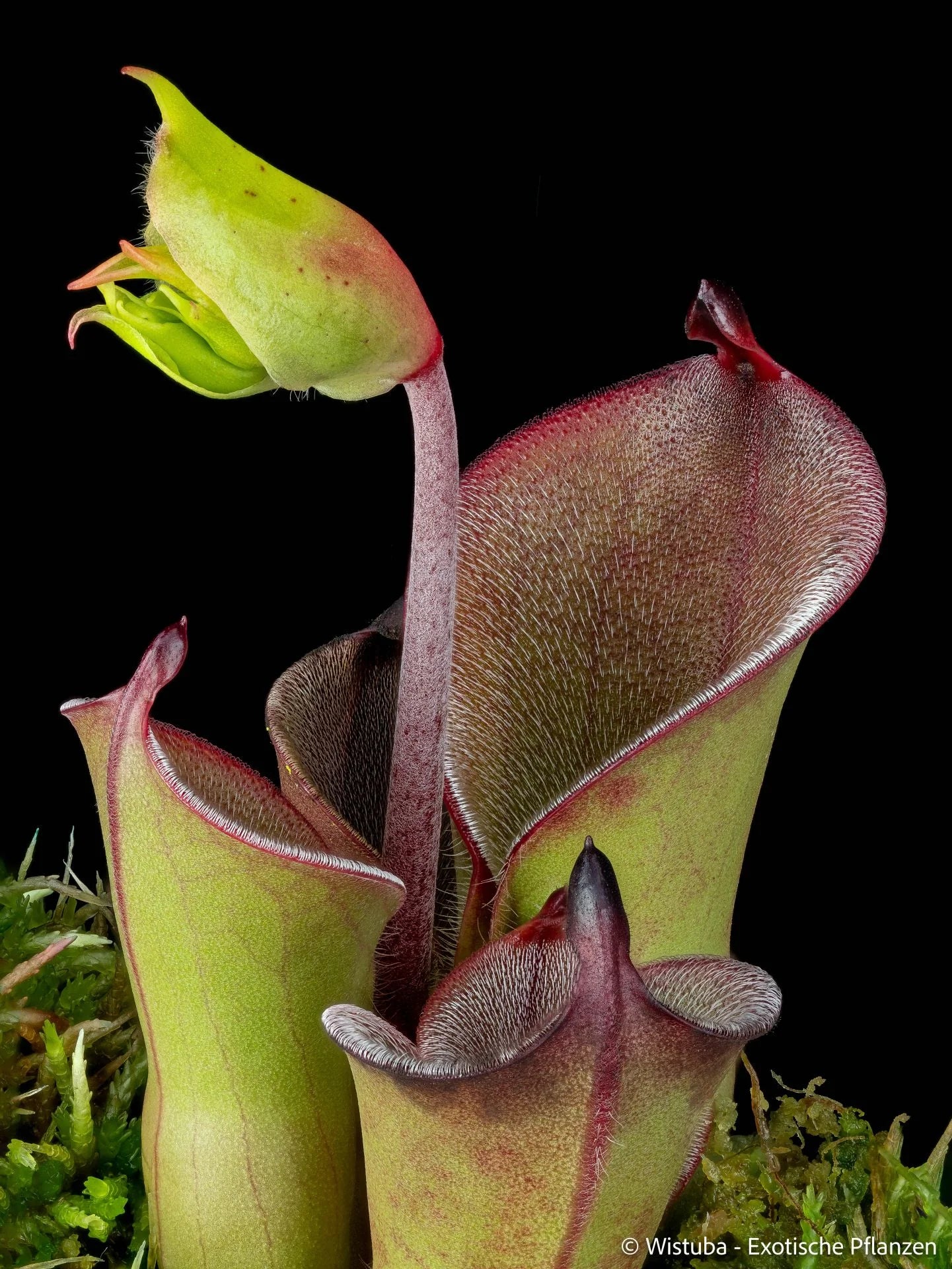 Heliamphora pulchella (Chimanta Tepui) 大森食虫植物農園