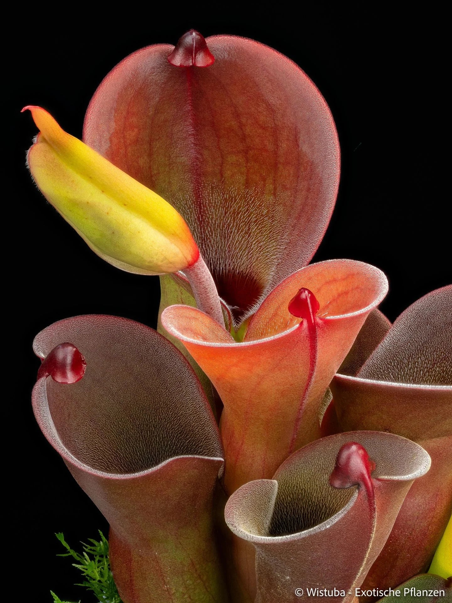 Heliamphora pulchella (Churi) x minor v. pilosa (02) 大森食虫植物農園