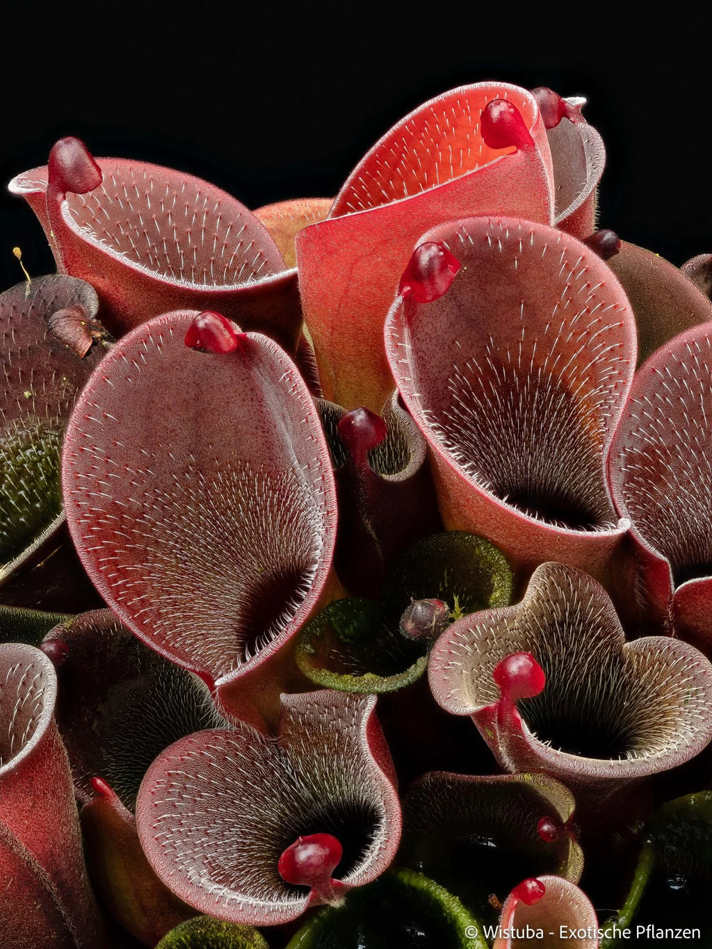 Heliamphora pulchella (Churi) x minor v. pilosa (02) 大森食虫植物農園