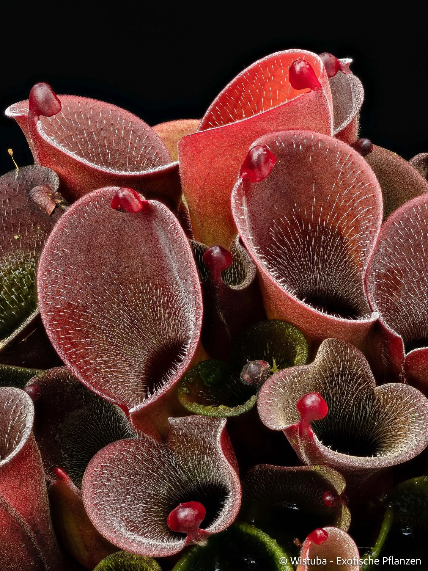 Heliamphora pulchella (Churi) x minor v. pilosa (02) 大森食虫植物農園