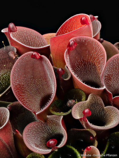 Heliamphora pulchella (Churi) x minor v. pilosa (02) 大森食虫植物農園