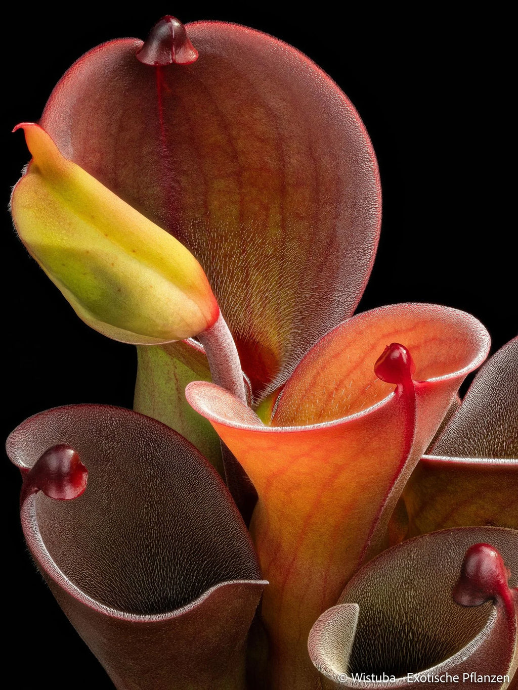 Heliamphora pulchella (Churi) x minor v. pilosa (02) 大森食虫植物農園