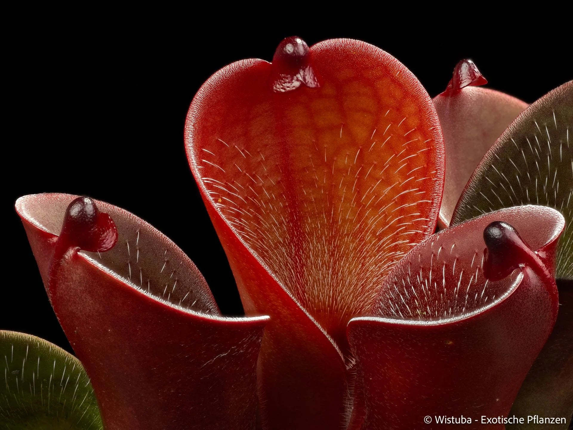 Heliamphora pulchella "Red Hairy" (Churi) 大森食虫植物農園