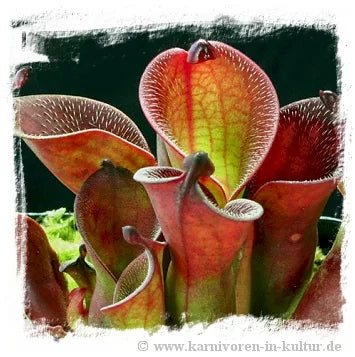 Heliamphora pulchella {different clones, Churi Tepui, Venezuela} [BCP ID# H25, 2161] / 2株の苗, サイズ 3-7 cm 大森食虫植物農園