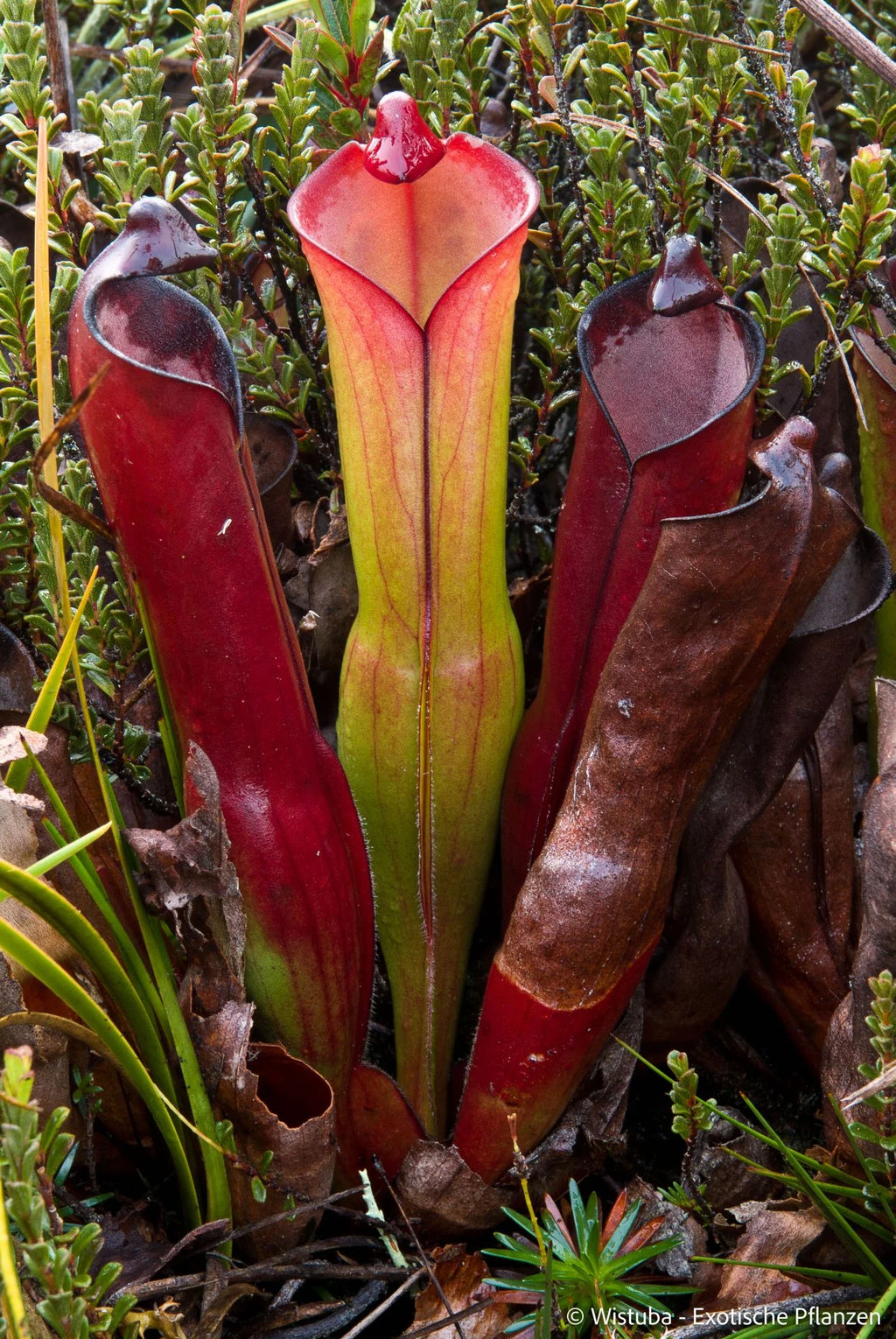 Heliamphora purpurascens (Ptari Tepui) 大森食虫植物農園