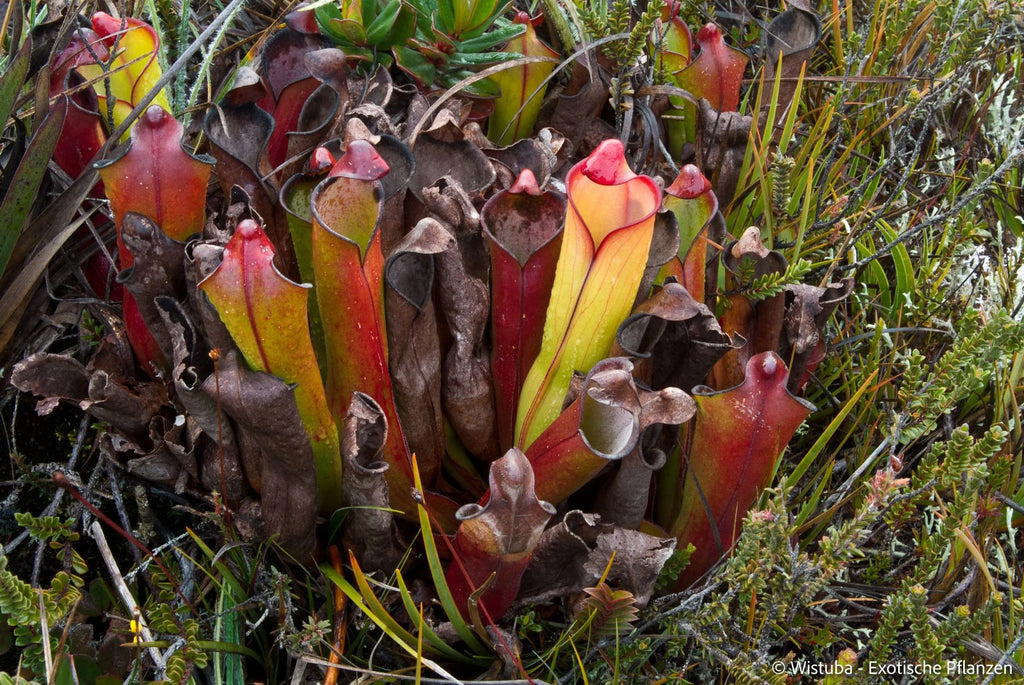 Heliamphora purpurascens (Ptari Tepui) 大森食虫植物農園