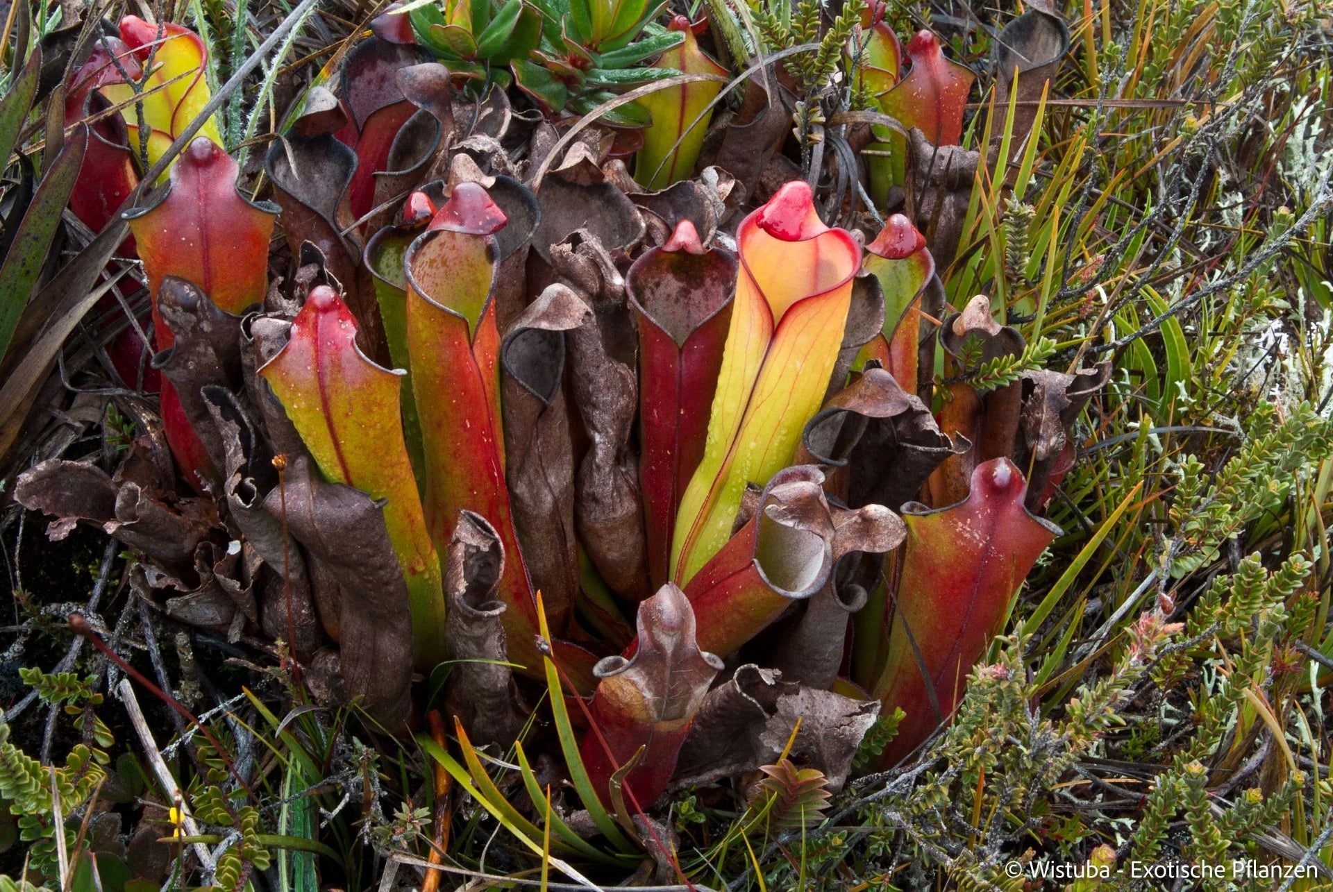 Heliamphora purpurascens (Ptari Tepui) 大森食虫植物農園