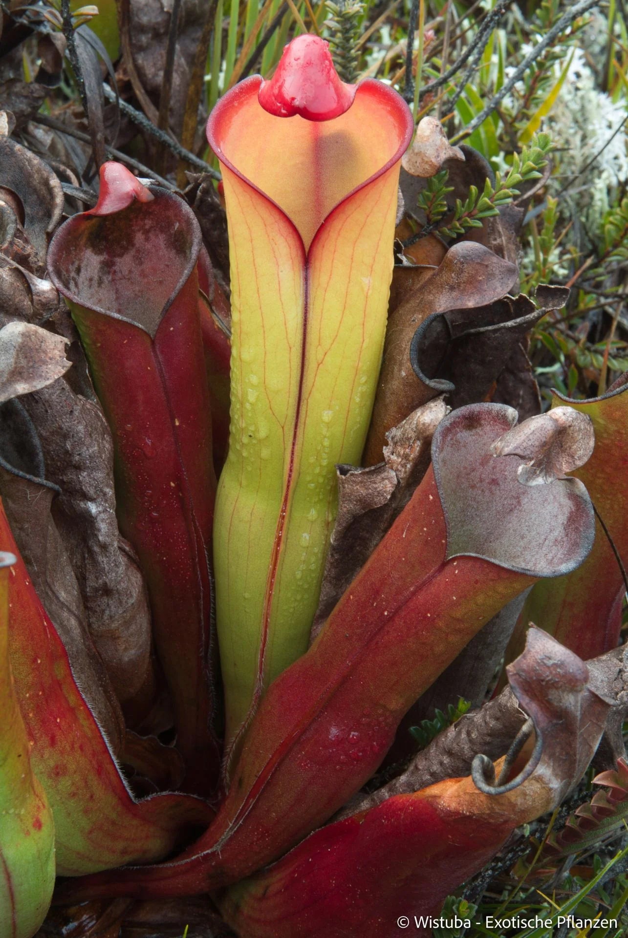 Heliamphora purpurascens (Ptari Tepui) 大森食虫植物農園