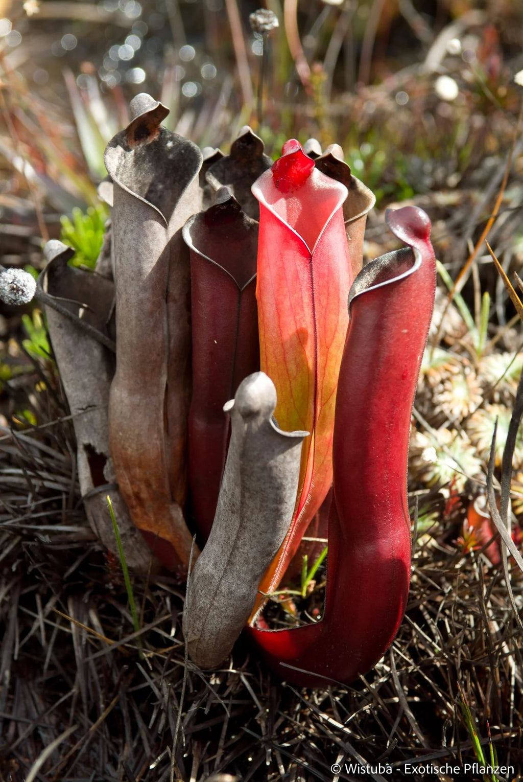 Heliamphora purpurascens (Ptari Tepui) 大森食虫植物農園