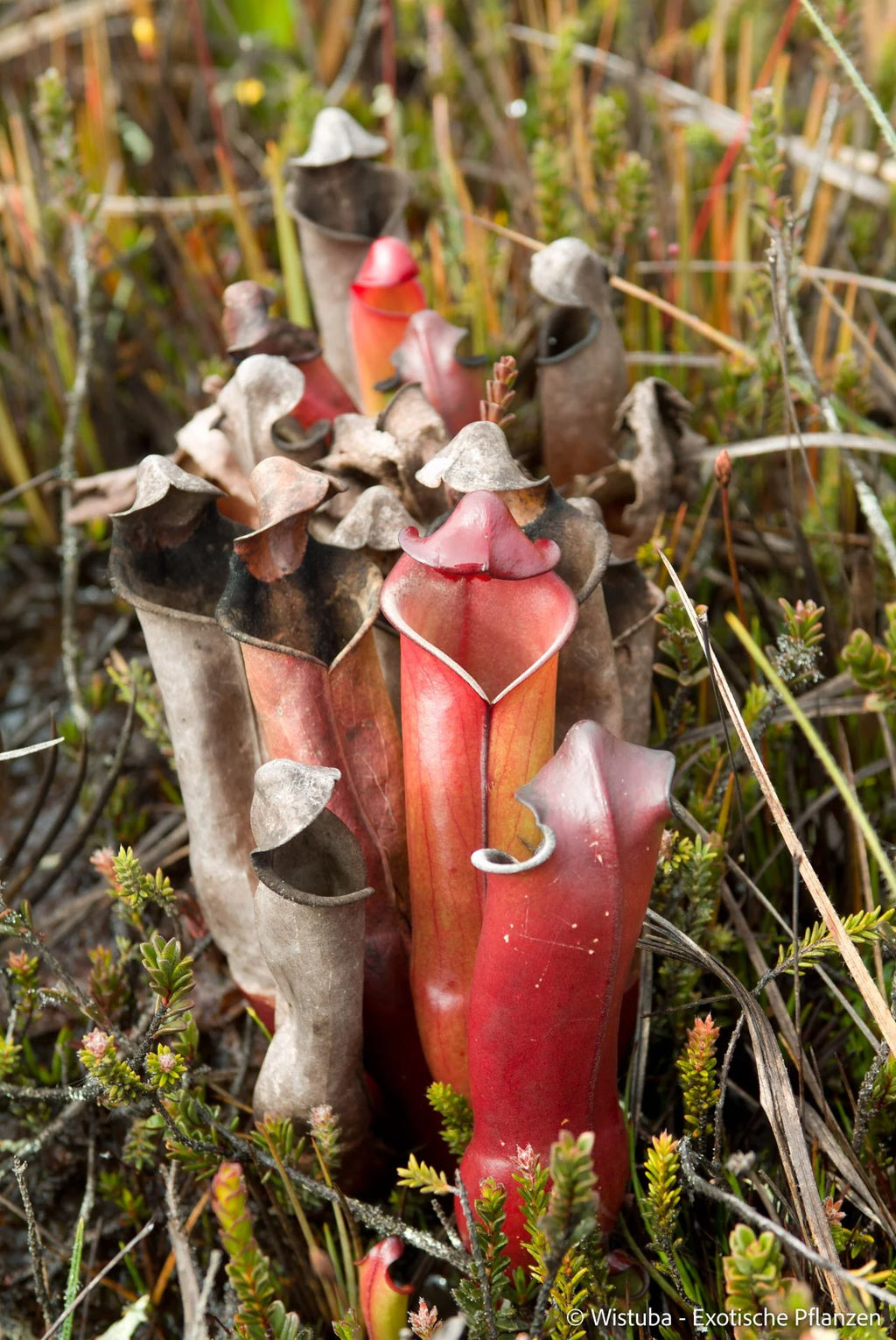 Heliamphora purpurascens (Ptari Tepui) 大森食虫植物農園