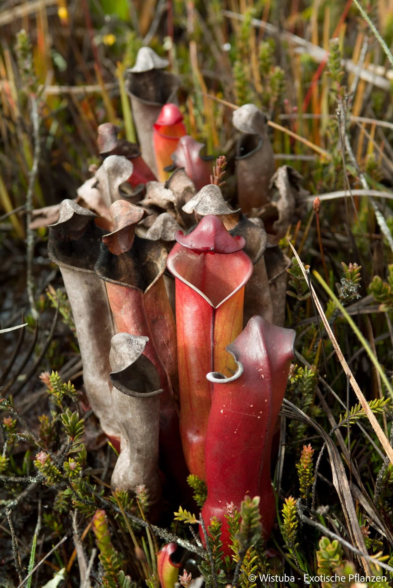 Heliamphora purpurascens (Ptari Tepui) 大森食虫植物農園