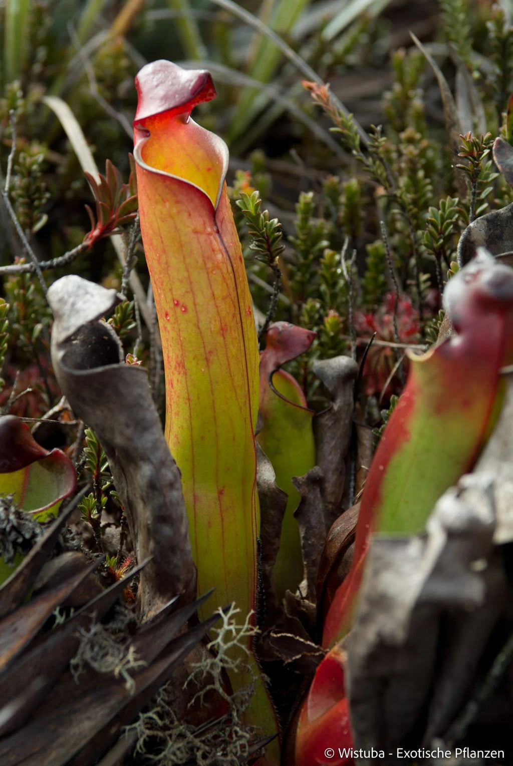 Heliamphora purpurascens (Ptari Tepui) 大森食虫植物農園