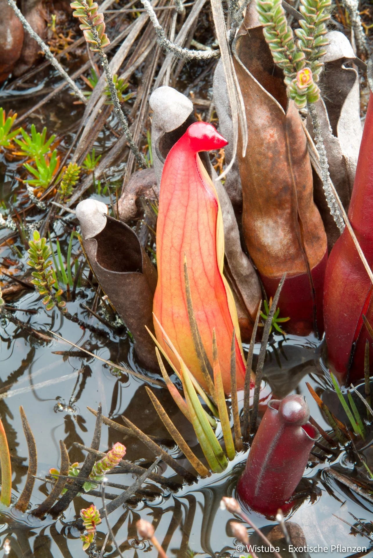 Heliamphora purpurascens (Ptari Tepui) 大森食虫植物農園