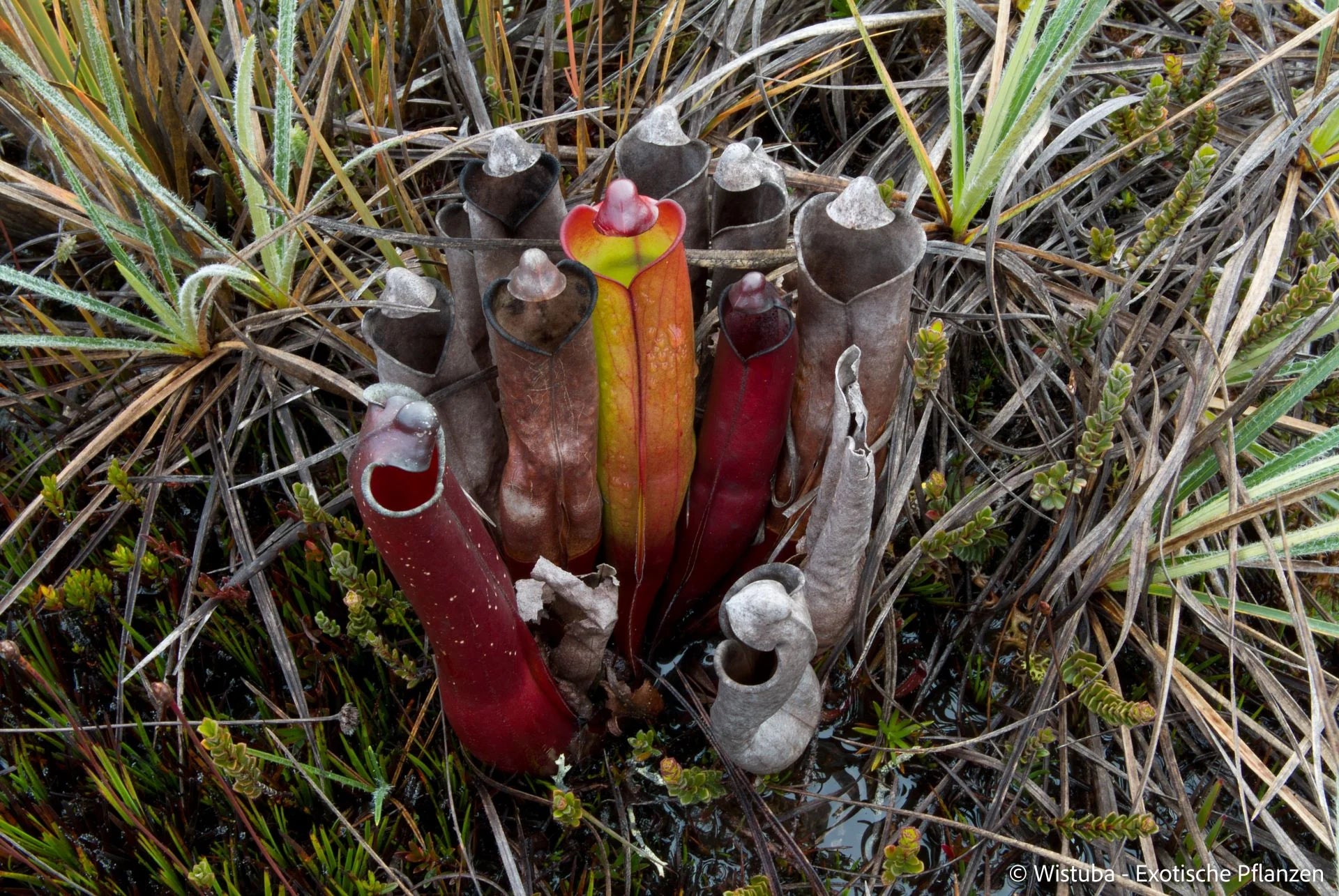 Heliamphora purpurascens (Ptari Tepui) 大森食虫植物農園