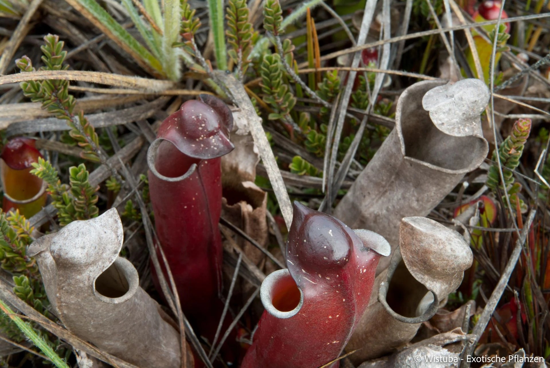 Heliamphora purpurascens (Ptari Tepui) 大森食虫植物農園