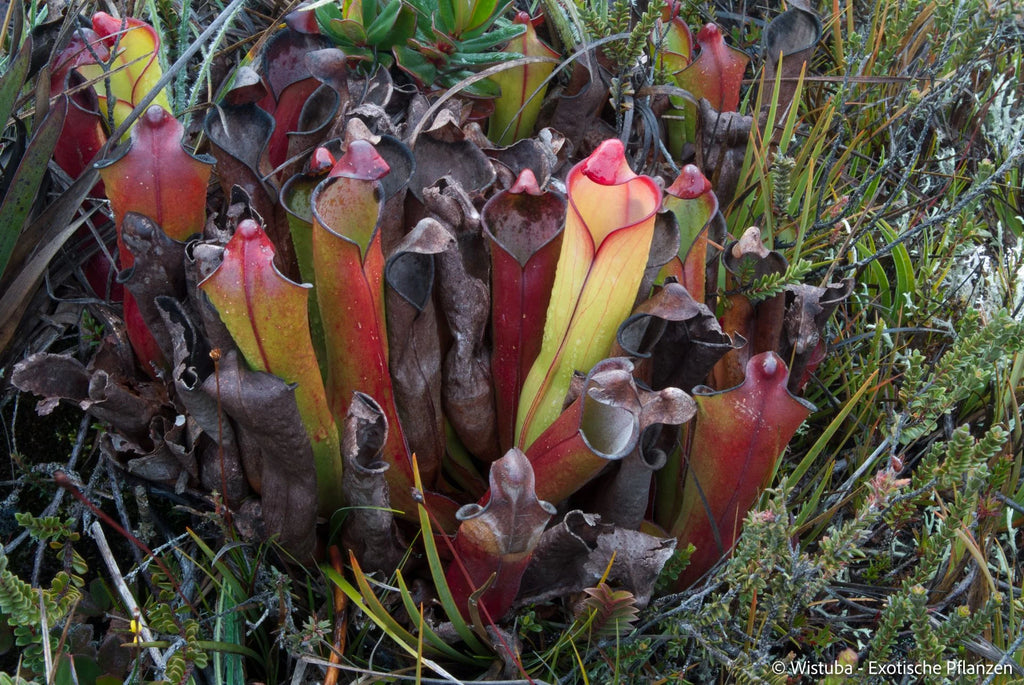 Heliamphora purpurascens (Ptari Tepui) 大森食虫植物農園