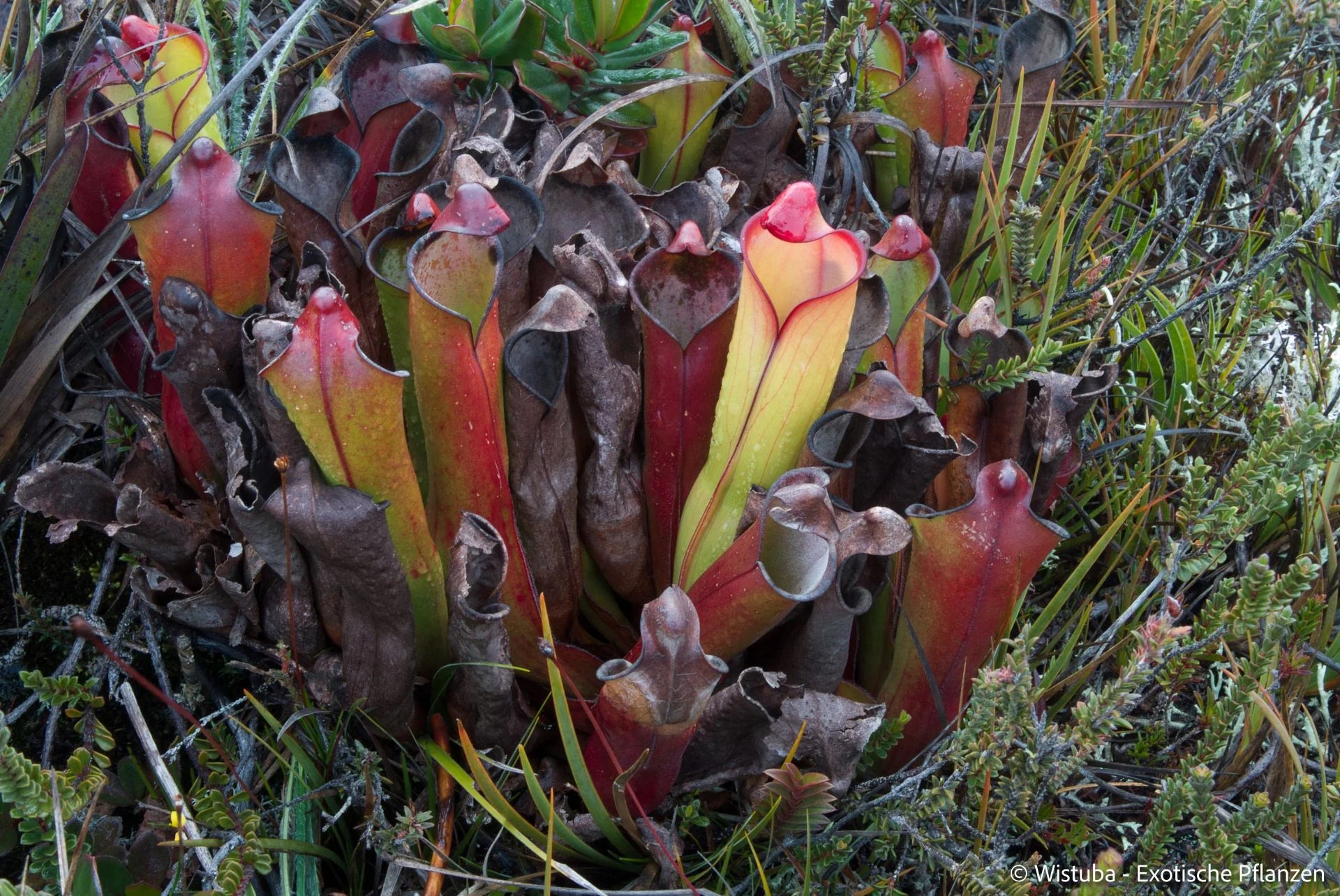 Heliamphora purpurascens (Ptari Tepui) 大森食虫植物農園