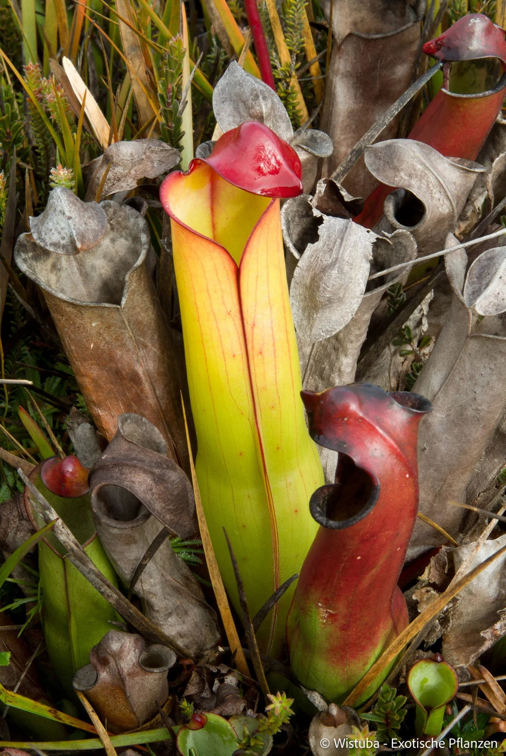 Heliamphora purpurascens (Ptari Tepui) 大森食虫植物農園