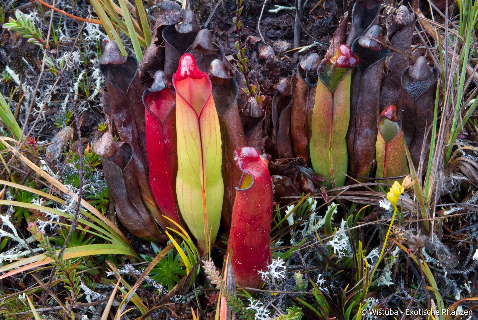 Heliamphora purpurascens (Ptari Tepui) 大森食虫植物農園