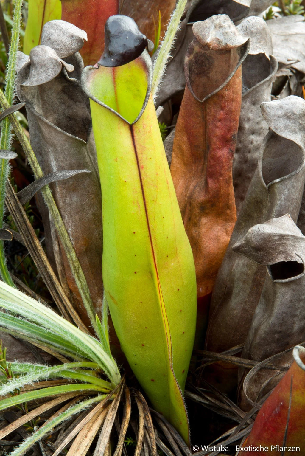 Heliamphora purpurascens (Ptari Tepui) 大森食虫植物農園