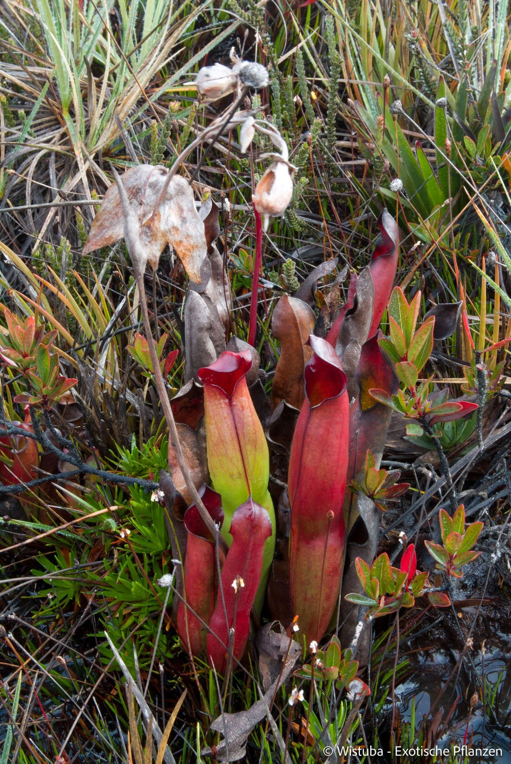 Heliamphora purpurascens (Ptari Tepui) 大森食虫植物農園