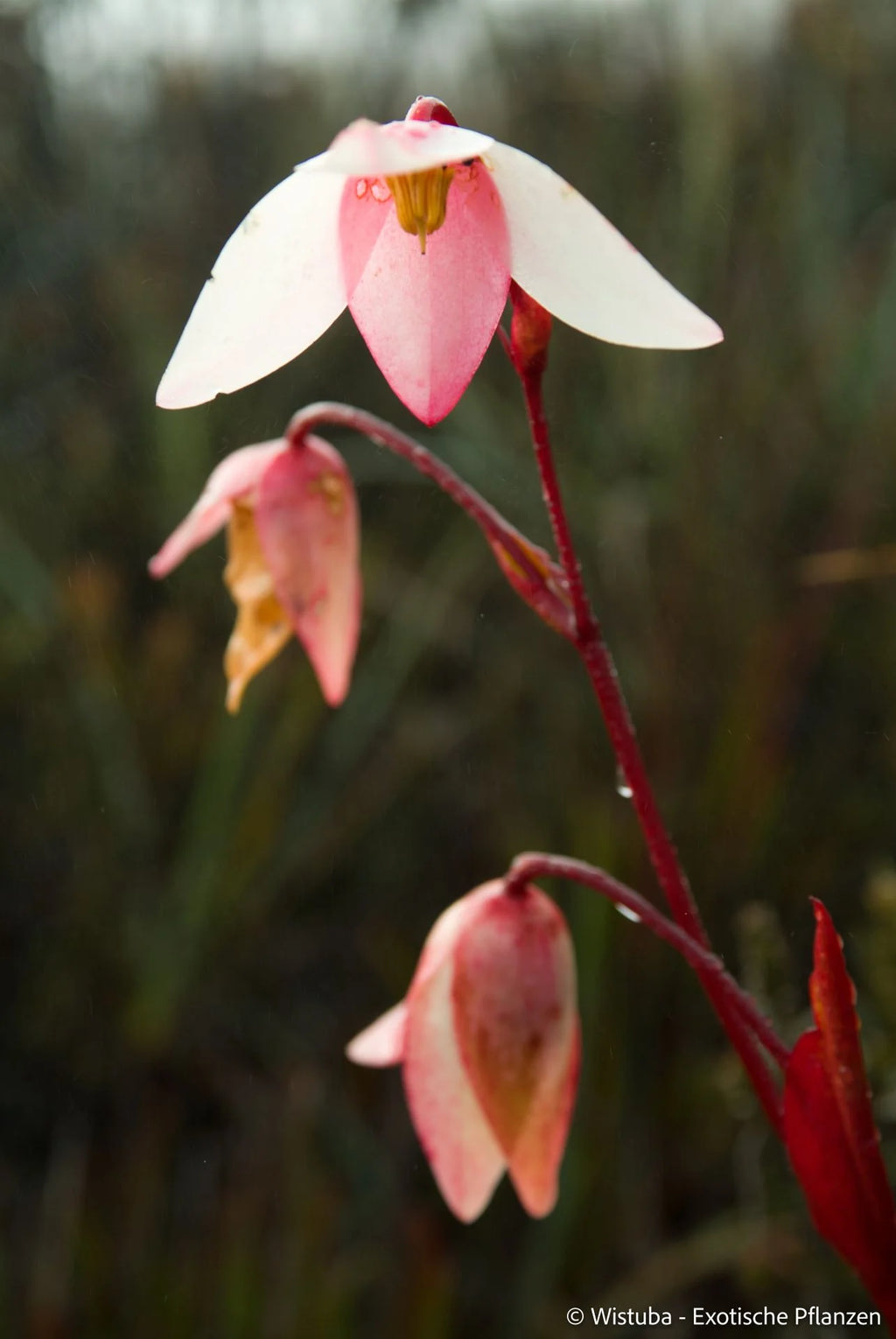 Heliamphora purpurascens (Ptari Tepui) 大森食虫植物農園