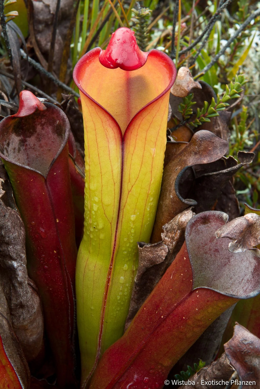Heliamphora purpurascens (Ptari Tepui) 大森食虫植物農園