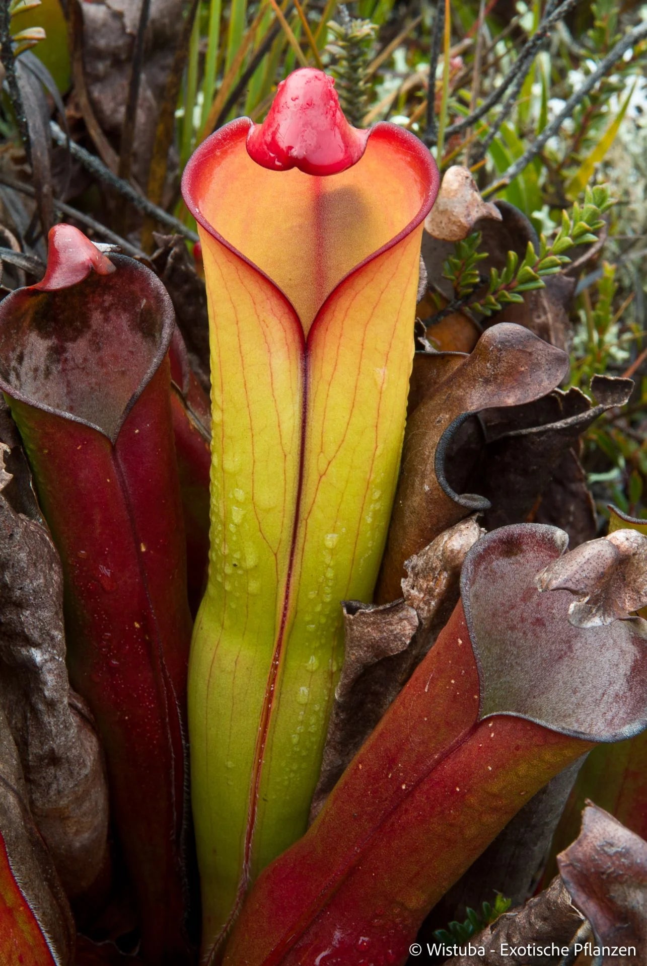 Heliamphora purpurascens (Ptari Tepui) 大森食虫植物農園