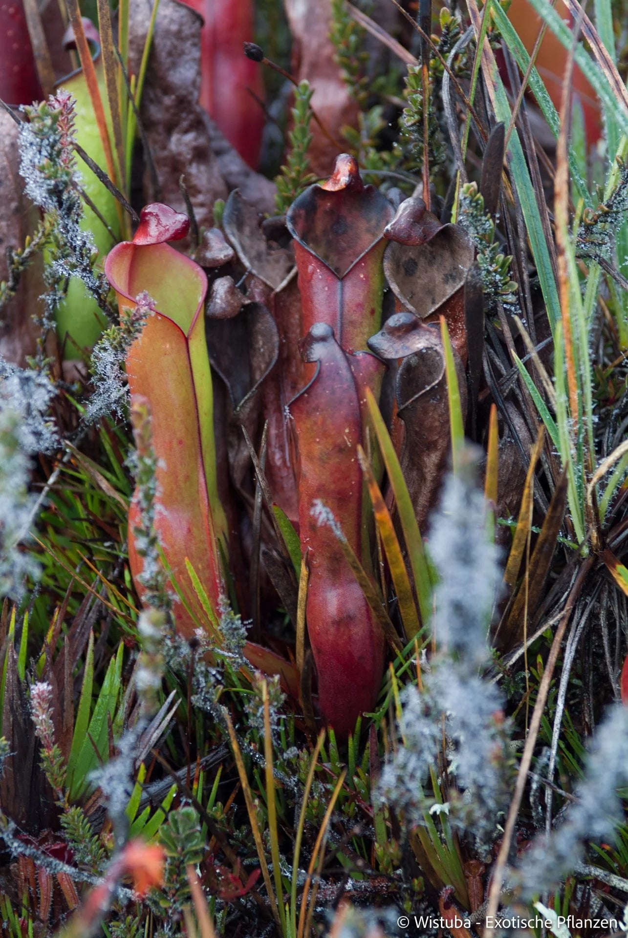 Heliamphora purpurascens (Ptari Tepui) 大森食虫植物農園
