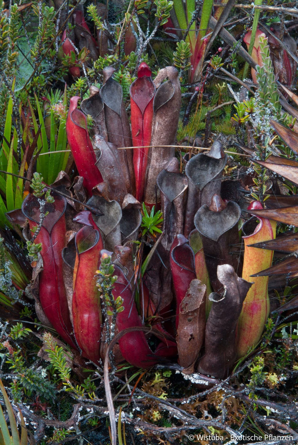 Heliamphora purpurascens (Ptari Tepui) 大森食虫植物農園