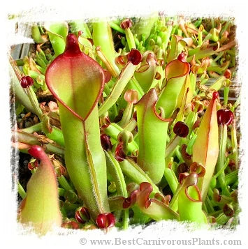 Heliamphora purpurascens {mix of clones with sarracenioides, Ptari Tepui, Venezuela} [BCP ID# H036, 2376, 2385, 2449] / 3株の幼苗, サイズ 3-6 cm 大森食虫植物農園
