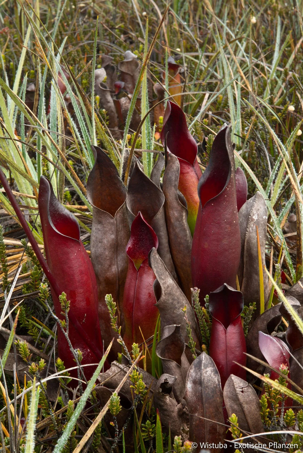 Heliamphora sarracenioides (Ptari, Ven.) 大森食虫植物農園