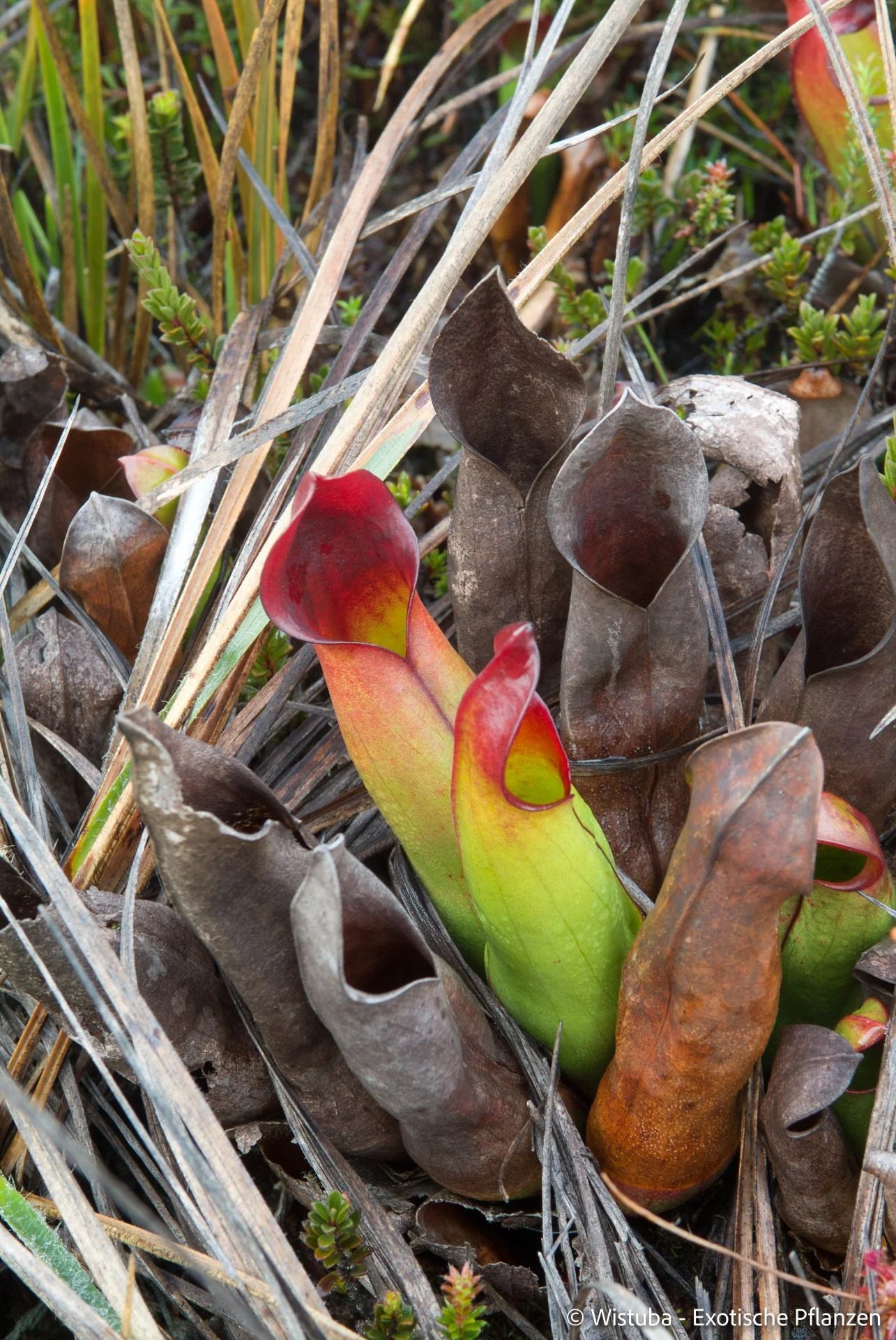 Heliamphora sarracenioides (Ptari, Ven.) 大森食虫植物農園