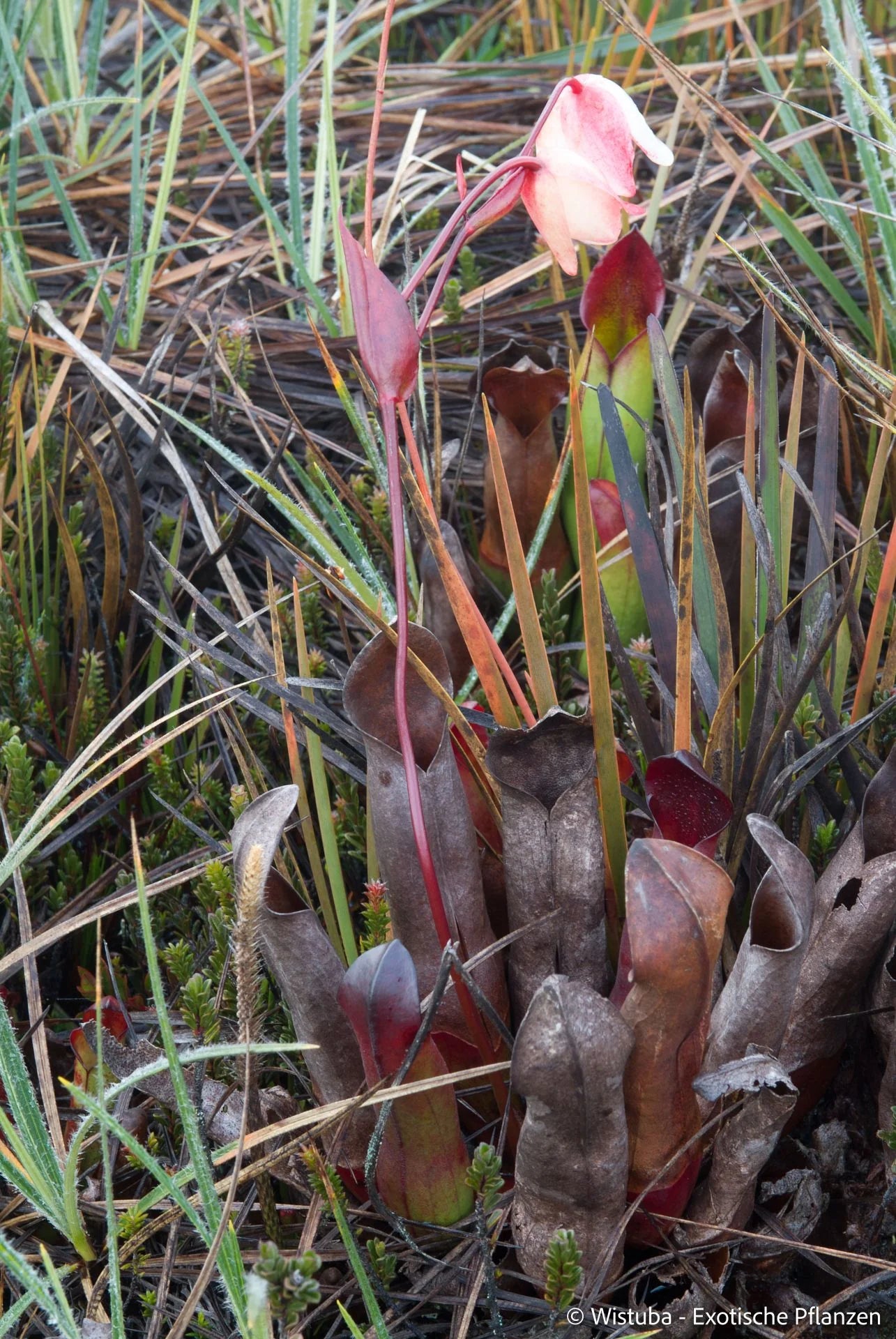 Heliamphora sarracenioides (Ptari, Ven.) 大森食虫植物農園