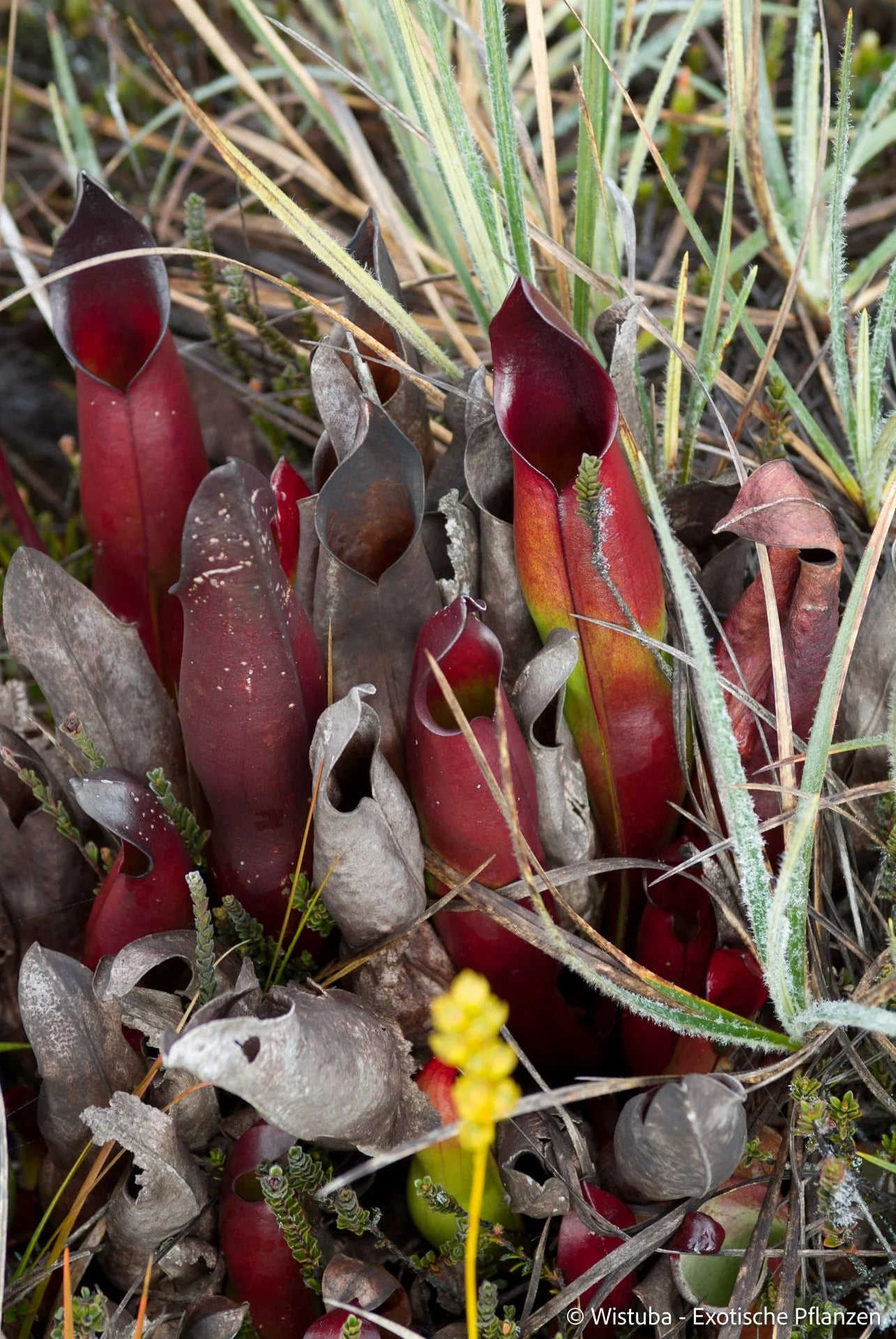 Heliamphora sarracenioides (Ptari, Ven.) 大森食虫植物農園