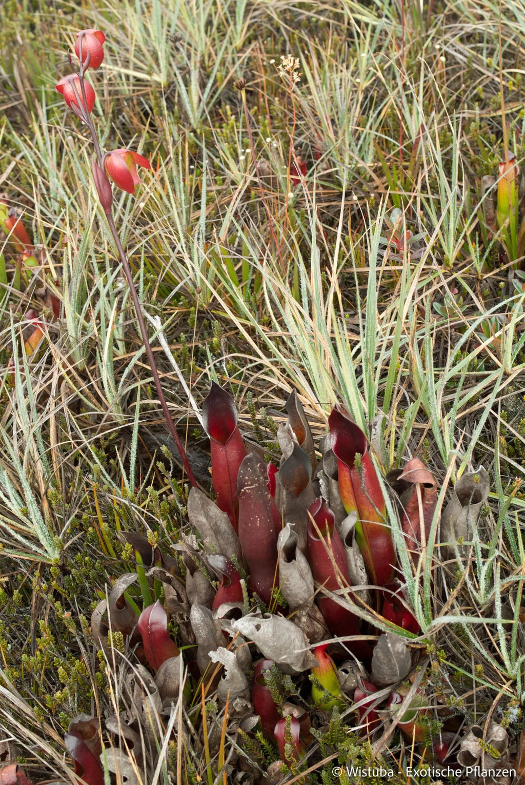 Heliamphora sarracenioides (Ptari, Ven.) 大森食虫植物農園