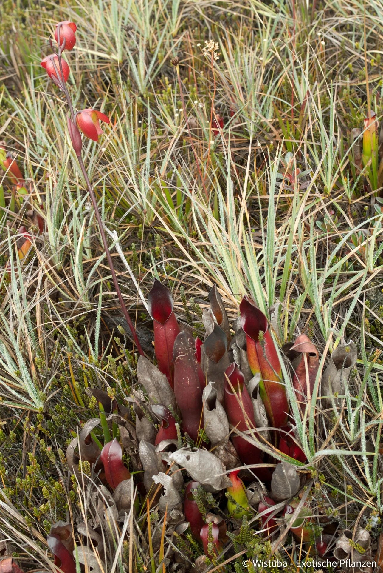 Heliamphora sarracenioides (Ptari, Ven.) 大森食虫植物農園