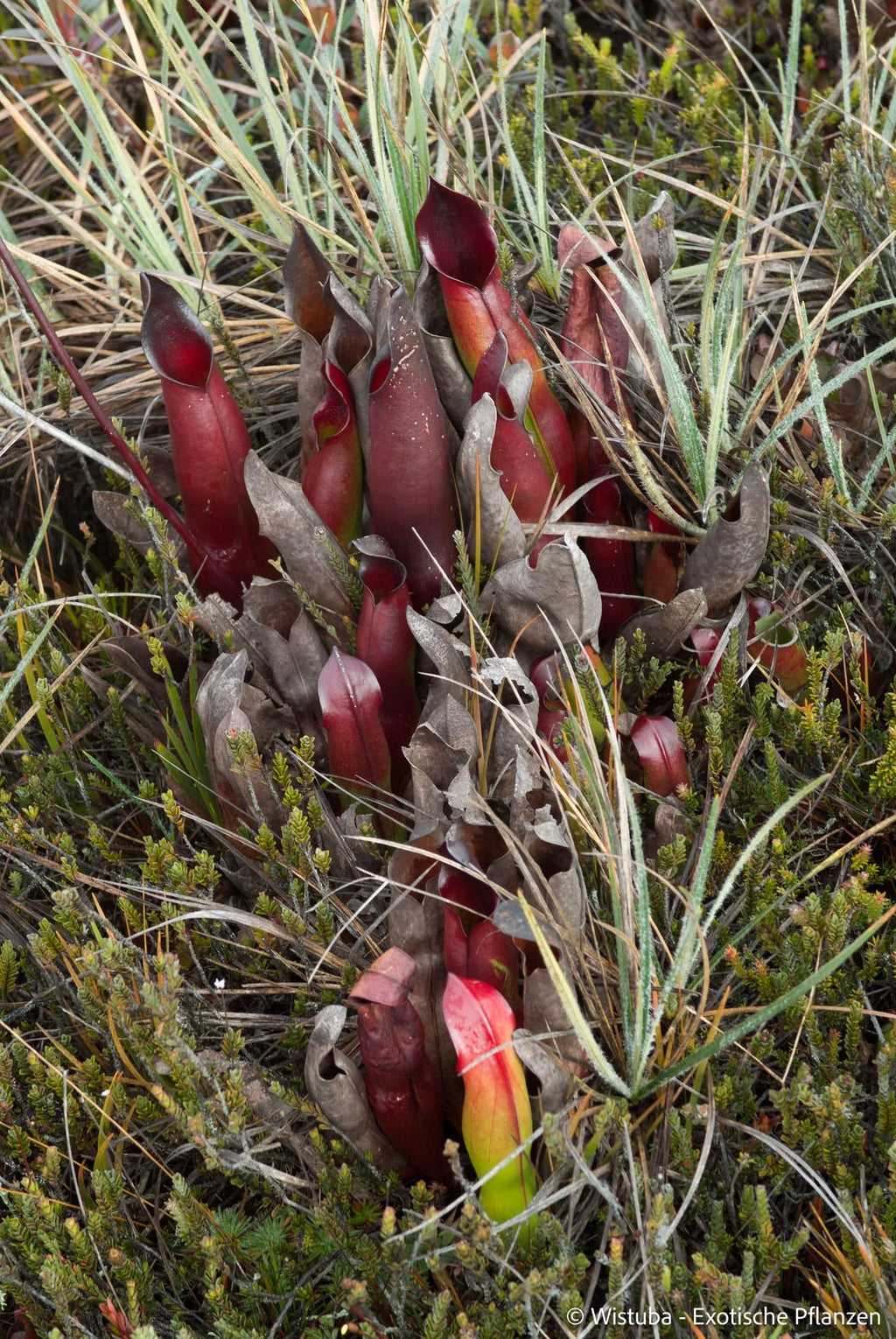 Heliamphora sarracenioides (Ptari, Ven.) 大森食虫植物農園