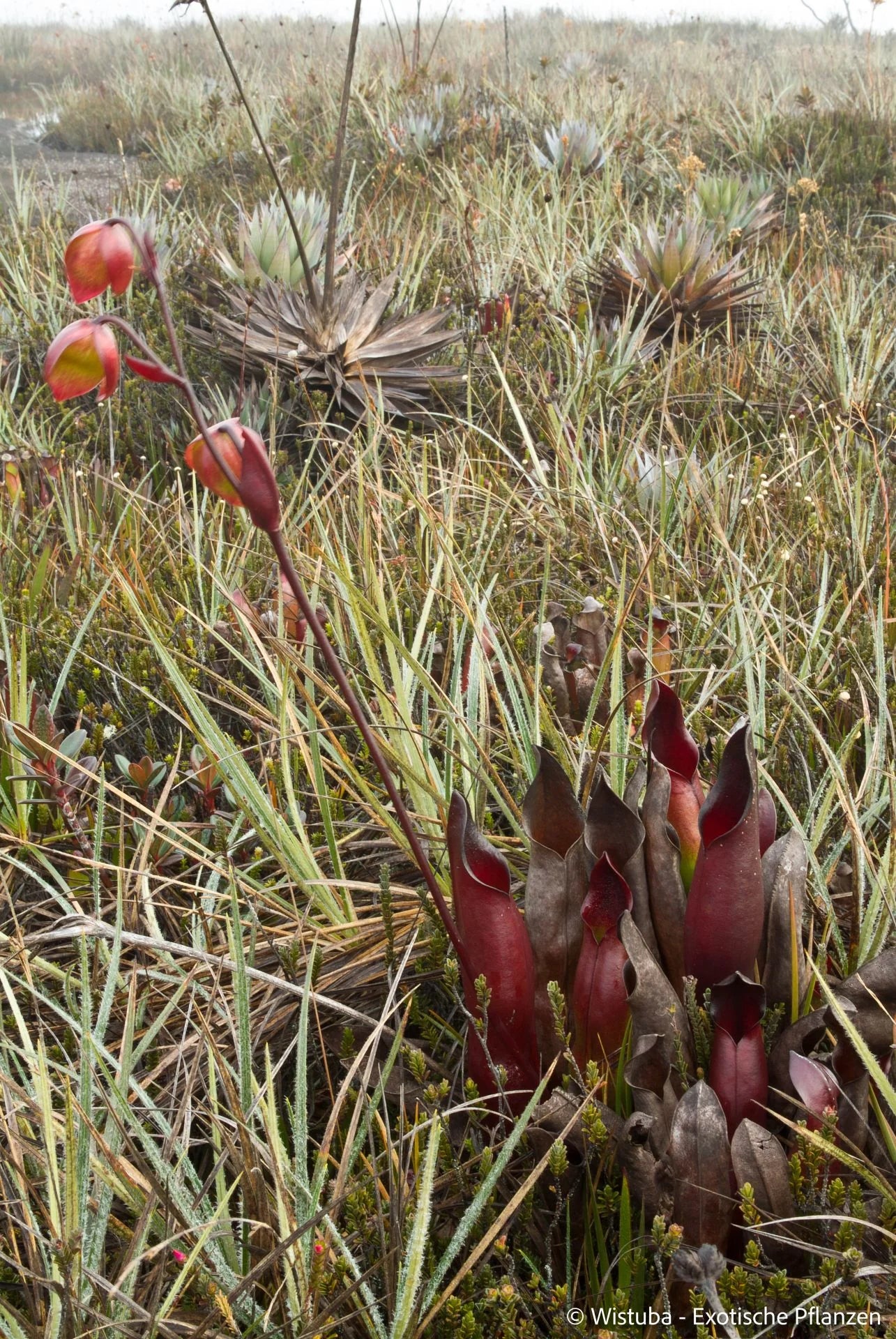 Heliamphora sarracenioides (Ptari, Ven.) 大森食虫植物農園