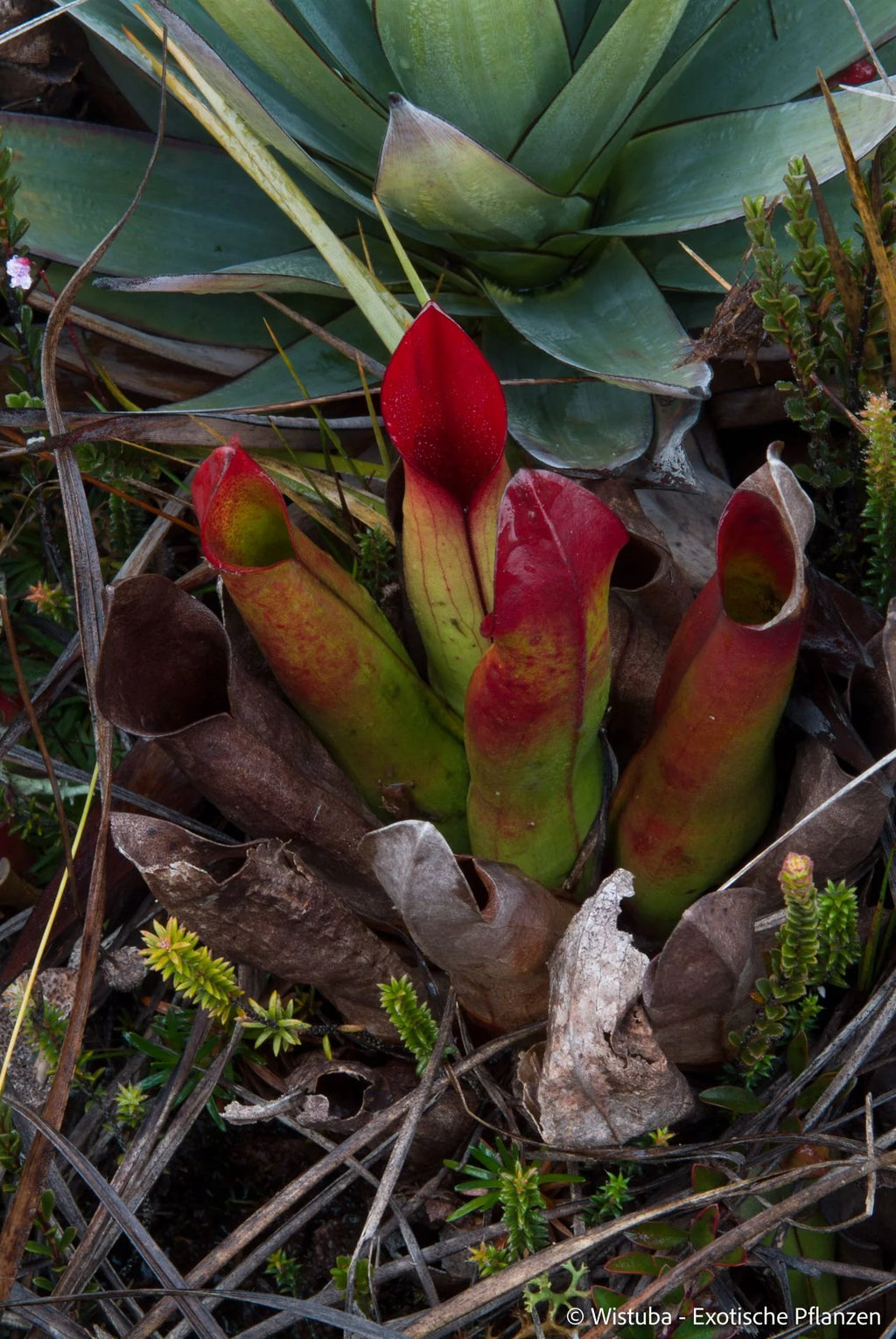 Heliamphora sarracenioides (Ptari, Ven.) 大森食虫植物農園